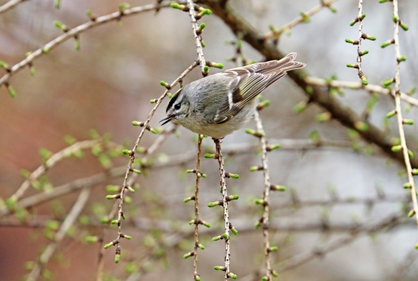 Chubby Kinglet by Deb Oppermann